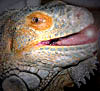 Vartotojo avataras
